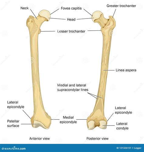 fémur anatomia